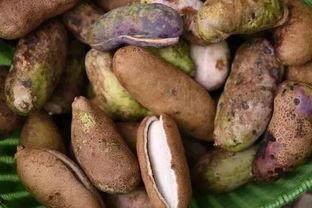 乡村小乔吃八月瓜,乡村小乔的八月瓜美味之旅