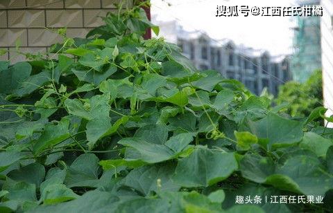 佛手瓜可以和香椿一起吃,营养美味两不误