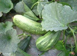 吃酥瓜有什么功效,夏日消暑、养颜美容的天然佳品