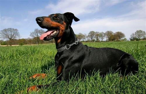 吃瓜女子与杜宾犬,一场温馨的宠物日常