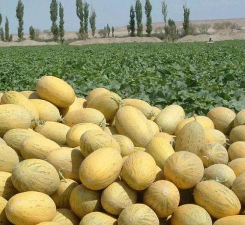 库尔勒吃的瓜,探寻瓜果之乡的独特魅力