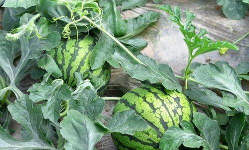 金山土木吃瓜,揭秘吃瓜群众的狂欢盛宴