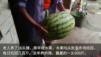 网上吃瓜视频会怎样,短视频背后的娱乐现象解析