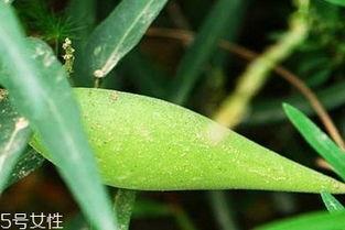 吃梢瓜中毒,警惕夏日常见瓜果风险