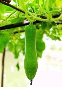 不种瓜有瓜吃,揭秘“不种瓜有瓜吃”的奥秘