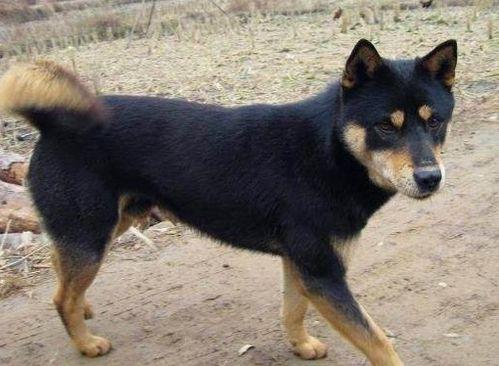 土狗吃瓜展预约