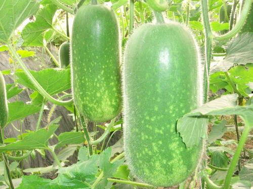 半寒吃瓜结尾完结,一场瓜田里的狂欢落幕