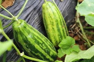 吃瓜的瓜都什么,揭秘“吃瓜群众”背后的故事