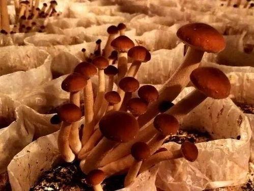 带你吃瓜大蜗牛,带你领略“吃瓜大蜗牛”的独特魅力