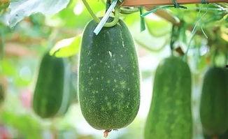 晨曦吃瓜原链接,揭秘网络热点的背后故事