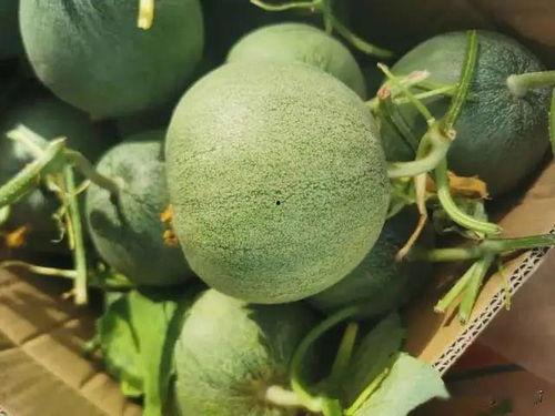 质子团吃瓜,揭秘科学界的趣味瞬间