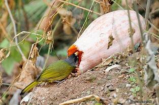 小鸟吃瓜的图片