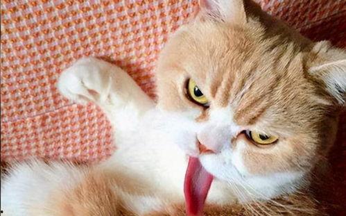 猫吃蜜瓜吐了,蜜瓜诱惑下的猫儿呕吐奇遇