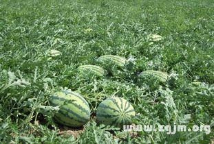 梦见吃弧瓜,弧瓜美食之旅