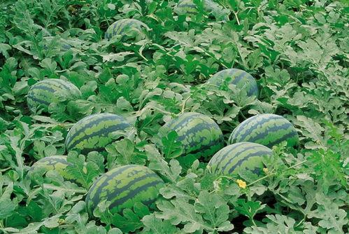 梦儿的基地吃瓜群