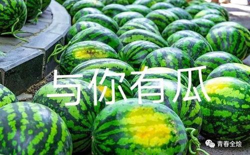 南城二中吃瓜,揭秘校园里的“瓜田”风云