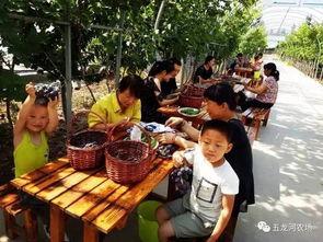 高密本地人吃瓜