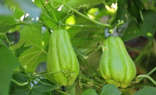 怀孕吃扶手瓜吗