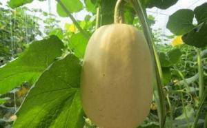 沉浸式吃金丝搅瓜,金丝搅瓜的沉浸式美食体验