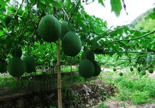 瓠瓜是吊瓜吗怎么吃,吊瓜之谜，美味食法大揭秘