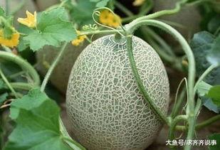 吃鸡吃哈密瓜,吃鸡新风尚，甜蜜滋味尽享其中